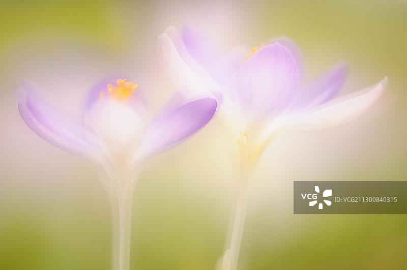 林地番红花，德国，欧洲图片素材