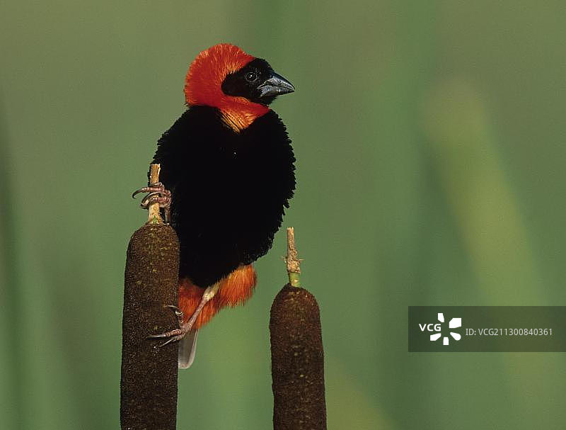 南红主教鸟，非洲南非夸祖鲁-纳塔尔省图片素材