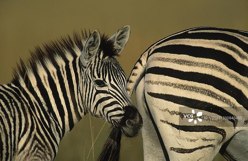 米德马尔禁猎区的白氏斑马图片素材