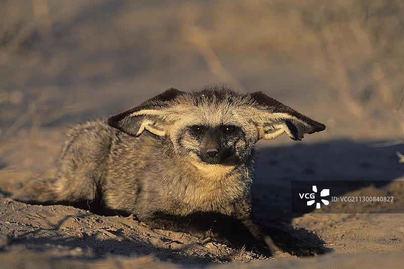 非洲卡拉哈里跨国公园的蝙蝠耳廓狐图片素材