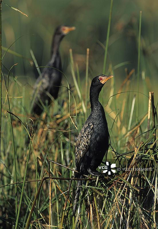 非洲鸬鹚，南非 Wakkerstroom图片素材