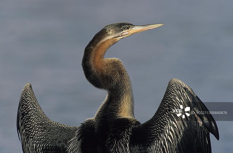 非洲蛇鹈，南非豪登省图片素材
