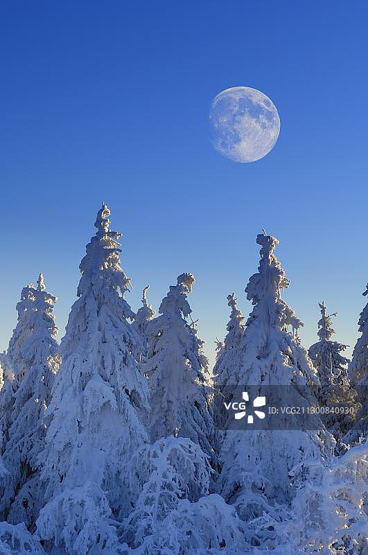 德国黑森林绍因斯兰山，冷杉上的月亮图片素材