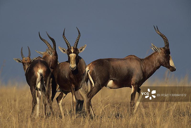 南非米德马尔禁猎区的白面狷羚图片素材