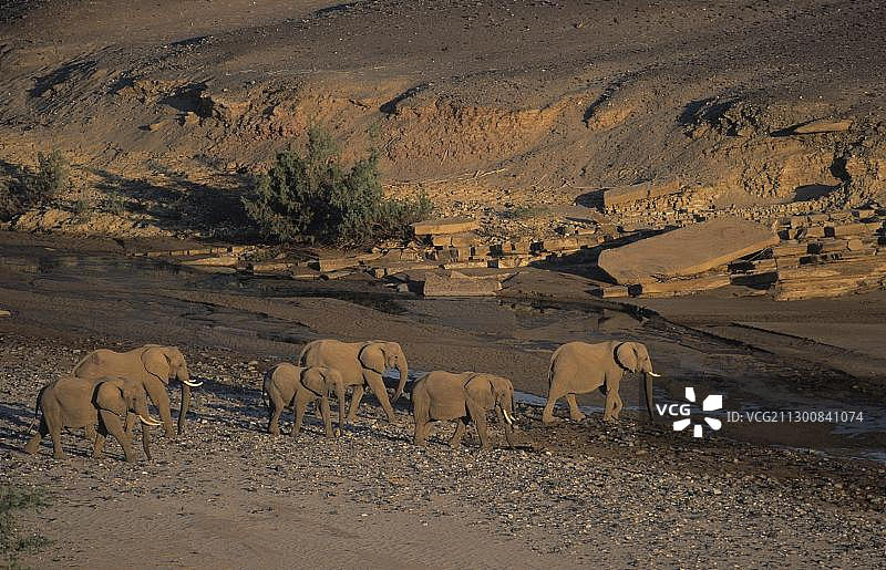 非洲纳米比亚卡奥科兰沙漠淡水泉边的大象图片素材