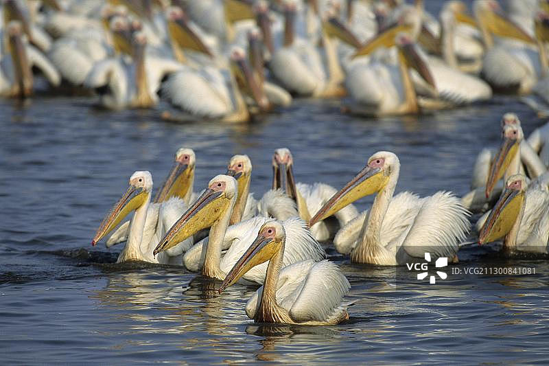 南非姆库泽野生动物保护区的大群大白鹈鹕图片素材