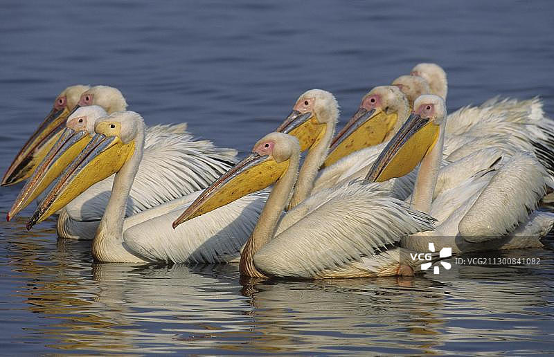 大白鹈鹕，鸟群，南非夸祖鲁-纳塔尔省姆库泽禁猎区图片素材