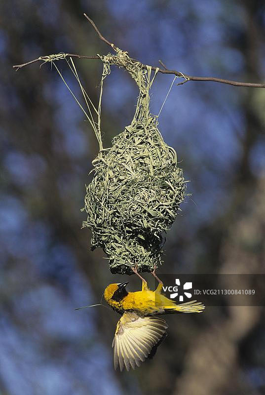 非洲南非奎祖鲁-纳塔尔区巢穴求偶的村庄织布鸟图片素材