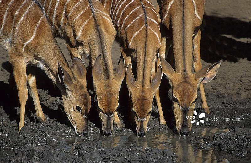 非洲南非夸祖鲁-纳塔尔省姆库泽禁猎区成年雌性和幼年尼亚拉羚羊（Tragelaphus angasii）图片素材