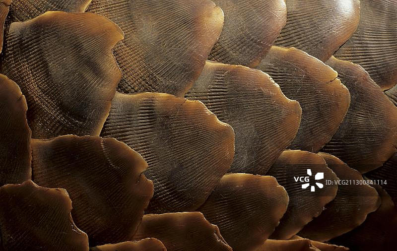 非洲南卡拉哈里跨国境公园穿山甲特写图片素材