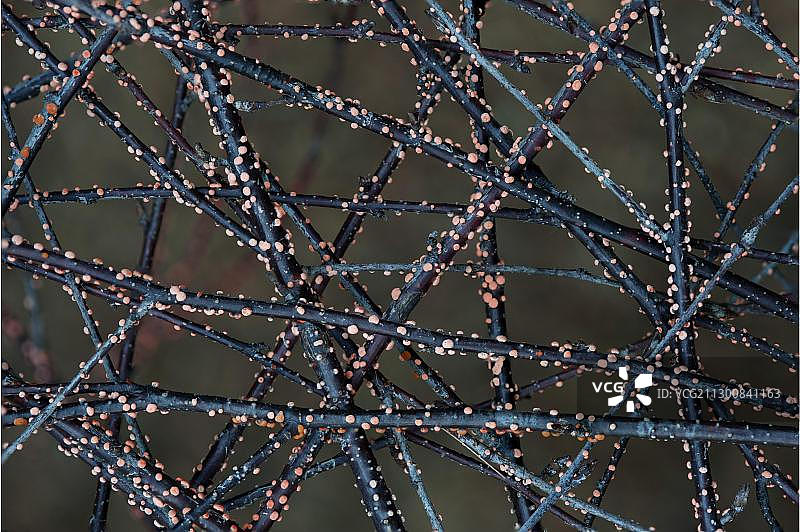 珊瑚点（肉座菌），奥地利蒂罗尔州施瓦茨，欧洲图片素材