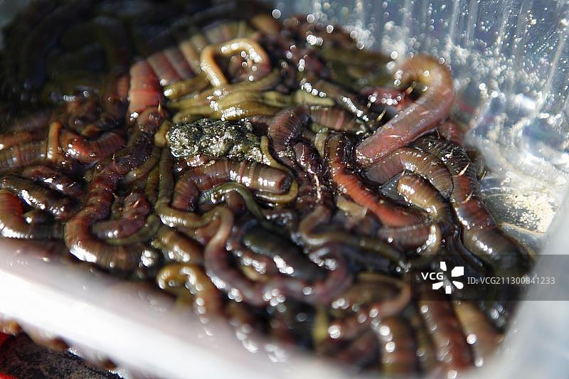 用于冲浪的海蚯蚓，荷兰北荷兰省特塞尔岛图片素材