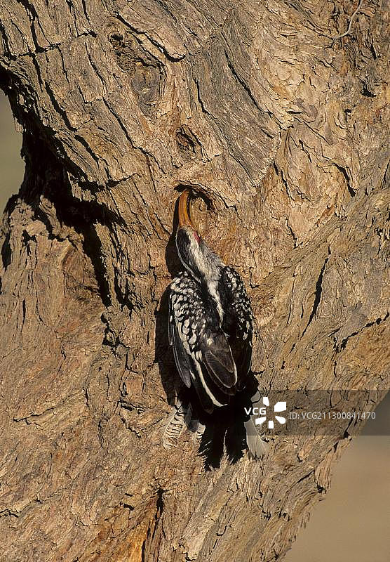 非洲南部黄嘴犀鸟（雄性喂食筑巢雌性，南非卡拉哈迪跨国公园）图片素材
