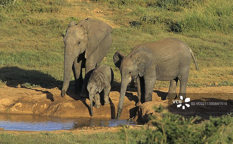 非洲象群在水坑边（南非阿多大象国家公园）图片素材