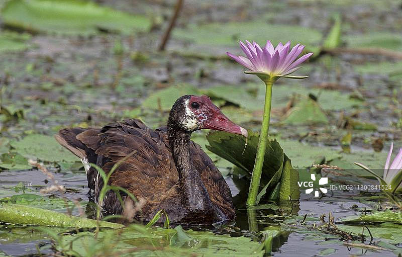 非洲南非夸祖鲁-纳塔尔的距翅雁和睡莲图片素材