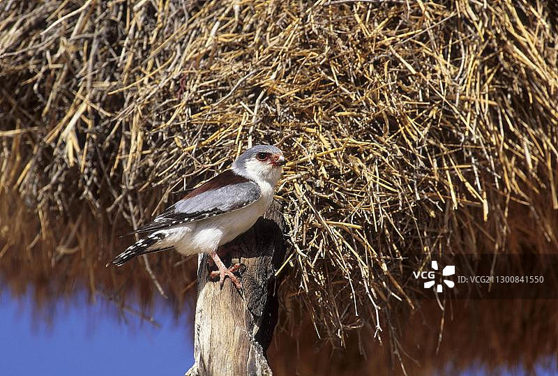 非洲侏隼（Polihierax semitorquatus），在群居织巢鸟巢穴，卡拉哈里跨国公园，南非，非洲图片素材
