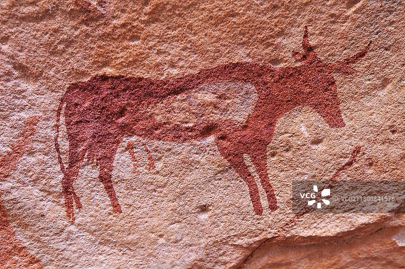手绘牛,阿卡库斯山脉新石器时代的岩画,塔德拉特阿卡库斯山脉,塔西利·阿杰尔国家公园,联合国教科文组织世界遗产,阿尔及利亚,撒哈拉,北非,非洲图片素材