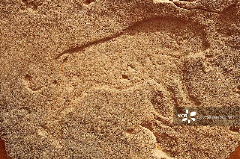 阿尔及利亚撒哈拉新石器时代狮子岩画图片素材