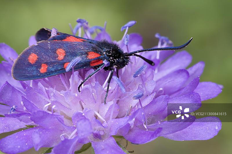 五点斑蛾，奥地利蒂罗尔莱希塔尔图片素材