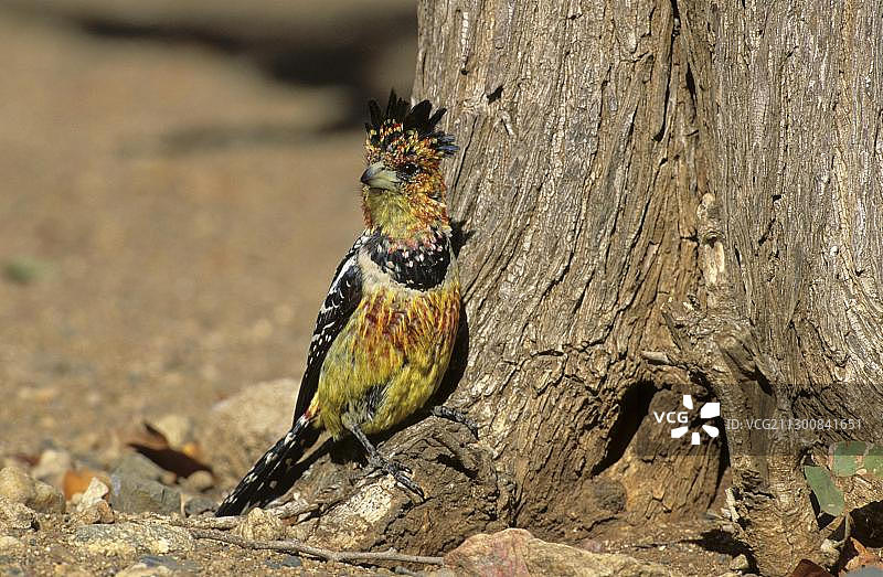 非洲克鲁格国家公园的凤头拟䴕图片素材