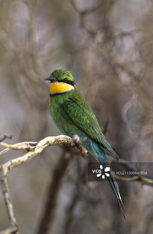 燕尾蜂虎（Merops hirundineus），卡格拉格adi跨境公园，卡拉哈里，南非，非洲图片素材