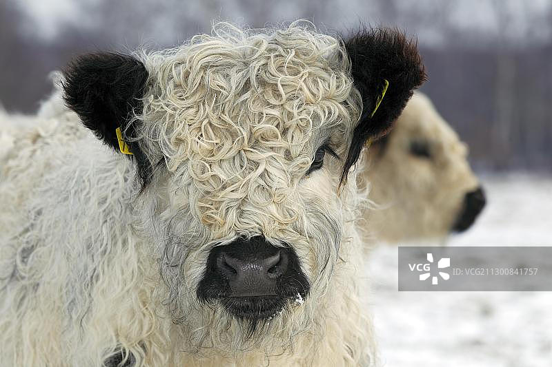 两头年轻的白色加洛韦牛（牛）图片素材