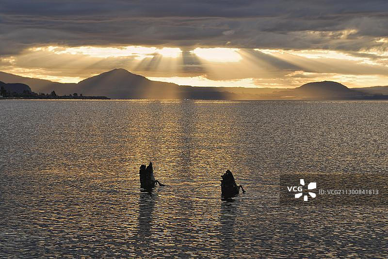 黑天鹅在陶波湖日落时分觅食图片素材