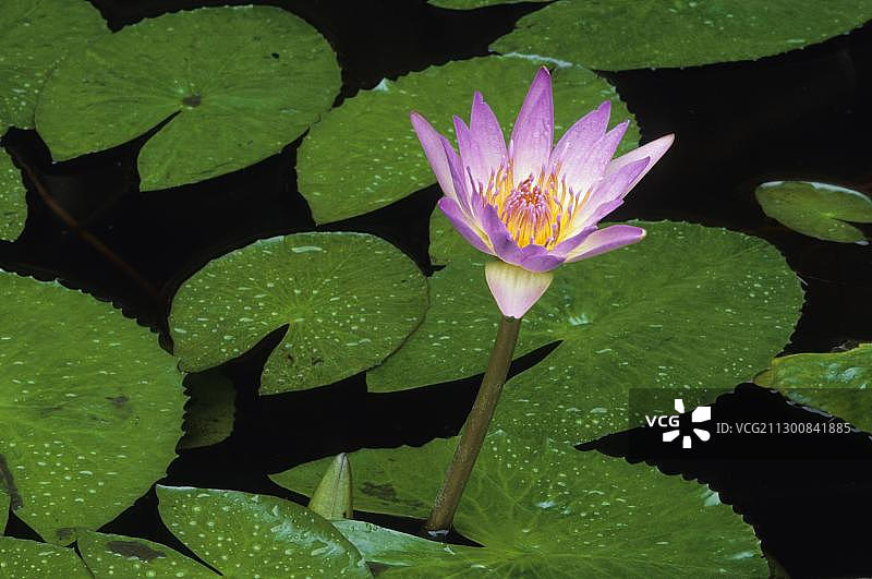 非洲睡莲，克鲁格国家公园，南非图片素材