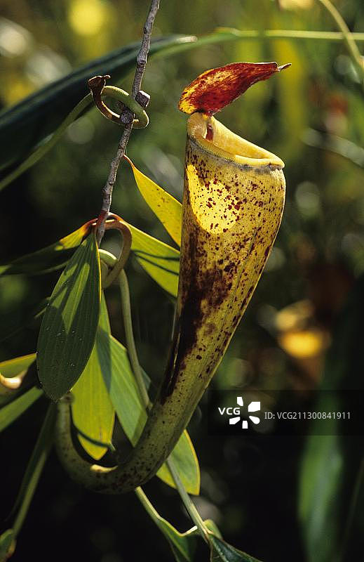 马达加斯加猪笼草，非洲马达加斯加图片素材