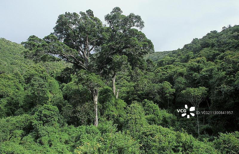 黄木树，自然谷，西开普省，南非，非洲图片素材