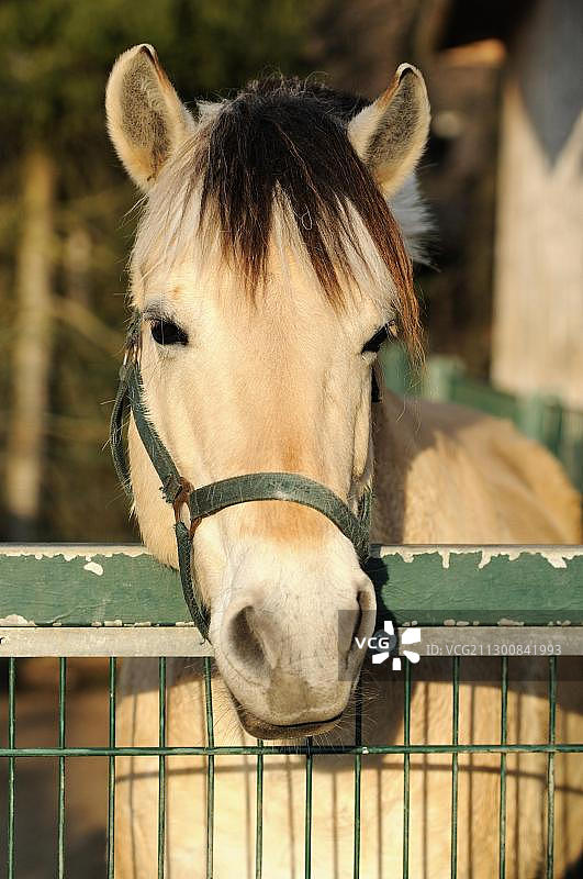 峡湾马或挪威峡湾马的肖像图片素材