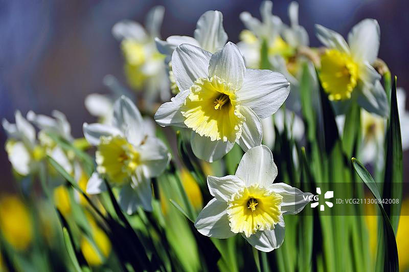 黄水仙图片素材