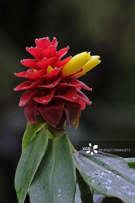 开花的螺旋姜图片素材