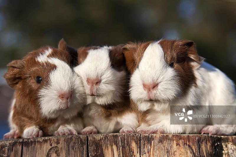 三只年轻的豚鼠（Cavia porcellus），三胞胎图片素材