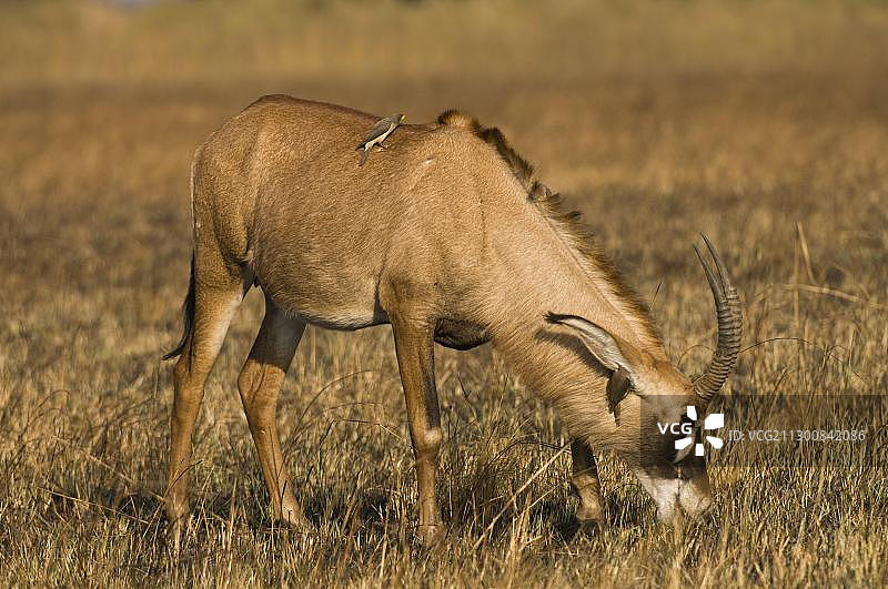 赞比亚卡富埃国家公园布桑加平原的马羚图片素材