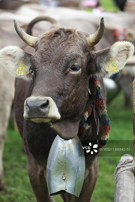 德国巴伐利亚州阿尔卑斯山牛群分离活动图片素材