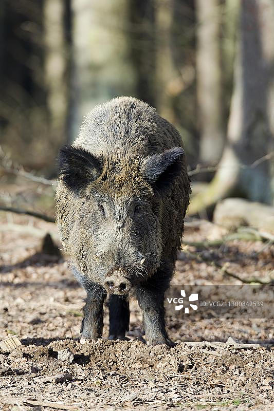 野猪图片素材