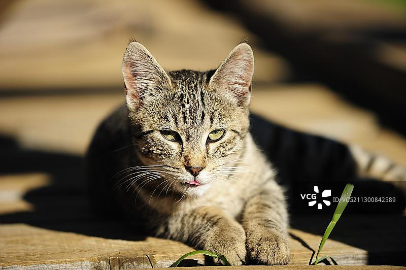 家猫在木地板上晒太阳图片素材