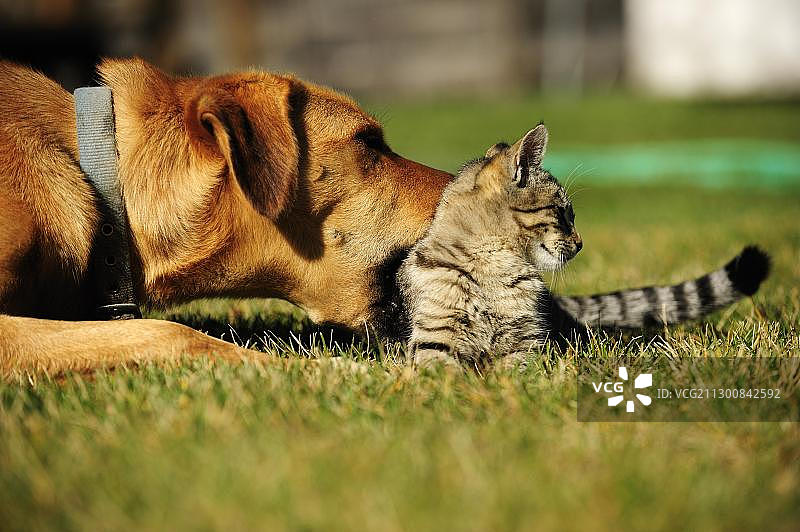 家猫和狗的亲密互动图片素材