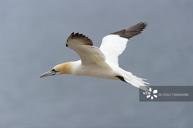 在加拿大魁北克省北大西洋岛屿上飞行的北方塘鹅图片素材