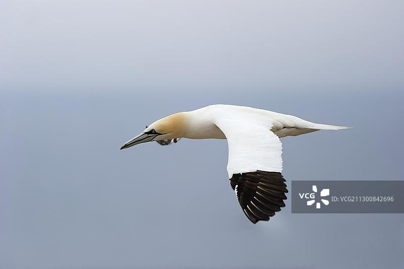 北方塘鹅在加拿大魁北克飞翔图片素材