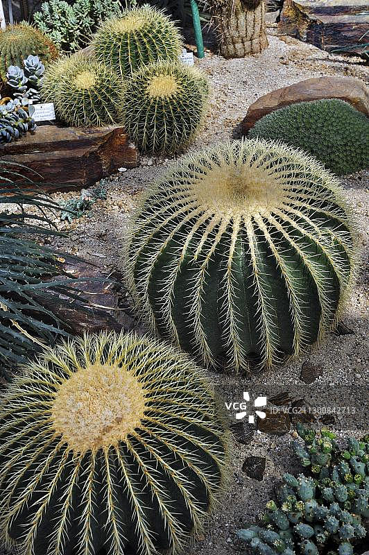 金琥仙人球，慕尼黑植物园，巴伐利亚，德国，欧洲图片素材