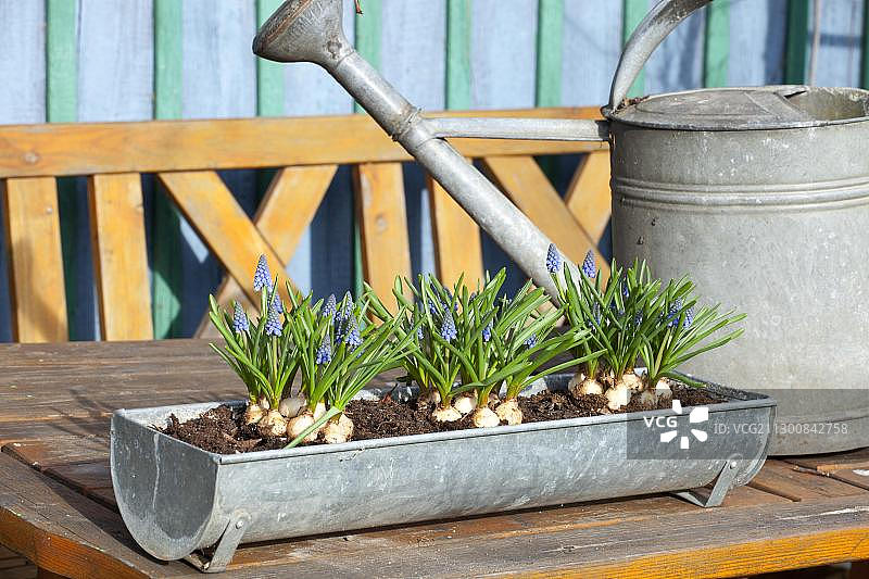 带有春花的锌制花盆和锌制喷壶图片素材