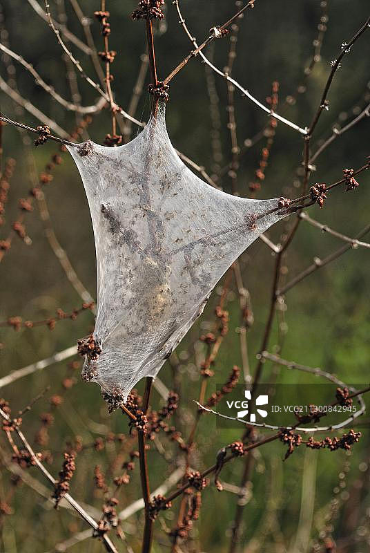 小盗蛛网，岛屿湾，奥普阿，北岛，新西兰，大洋洲图片素材