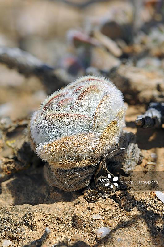 巴尔巴塔青锁龙，克纳斯弗拉克特，南非西开普省，纳马夸兰，非洲图片素材