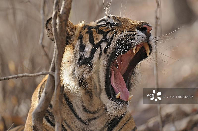 在森林中打哈欠的野生老虎（Panthera tigris），印度拉贾斯坦邦伦滕波尔国家公园图片素材