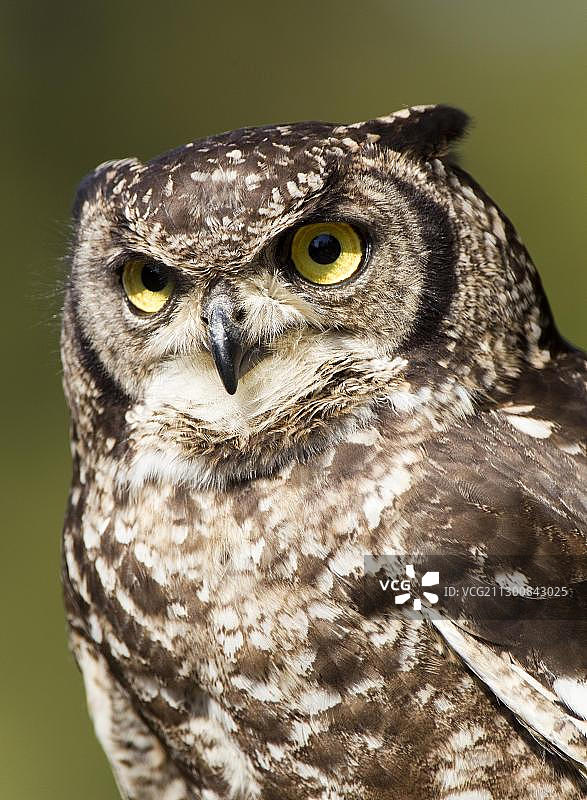 斑点雕鸮肖像图片素材