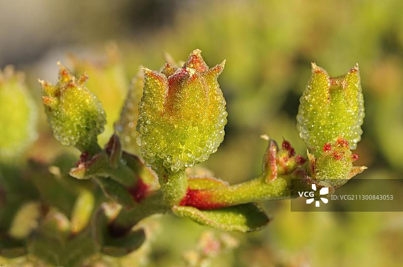 番杏科植物果实，南非纳米夸兰图片素材