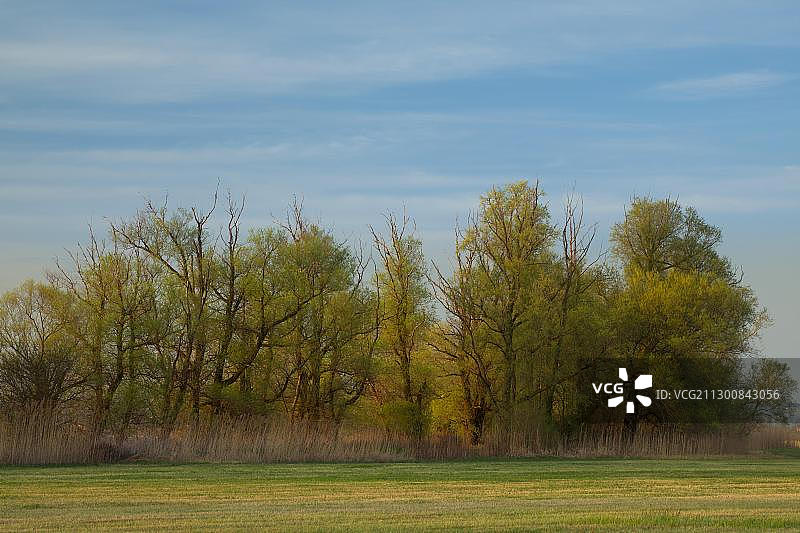 傍晚时分奥地利布雷根茨康斯坦茨湖Rohrspitz的春季森林图片素材