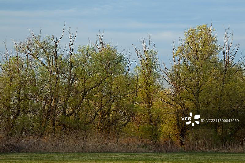 傍晚时分奥地利布雷根茨康斯坦茨湖Rohrspitz的春季森林图片素材